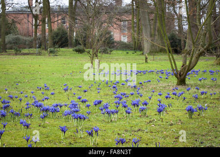 "Harmonie" (Iris reticulata) AGM plantés dans l'herbe à Dunham Massey, Cheshire. Banque D'Images