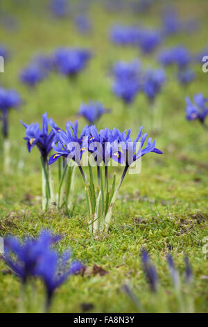 "Harmonie" (Iris reticulata) AGM plantés dans l'herbe à Dunham Massey, Cheshire. Banque D'Images