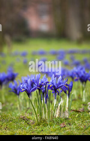 "Harmonie" (Iris reticulata) AGM plantés dans l'herbe à Dunham Massey, Cheshire. Banque D'Images