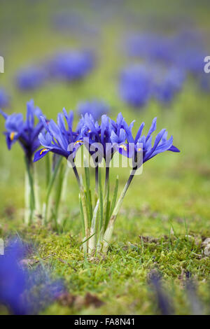 "Harmonie" (Iris reticulata) AGM plantés dans l'herbe à Dunham Massey, Cheshire. Banque D'Images