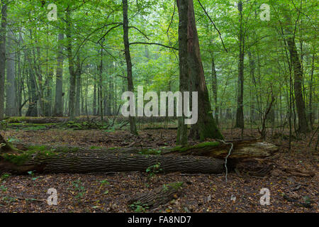 De vieux chênes à l'automne misty peuplement feuillu de Biaowieza Forest avec de vieux chêne arbre en premier plan, la forêt de Bialowieza, Pologne,Europe Banque D'Images