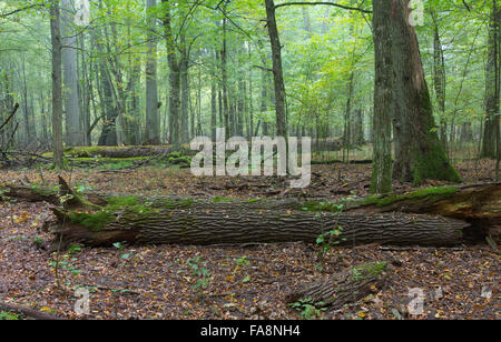 De vieux chênes à l'automne misty peuplement feuillu de Biaowieza Forest avec de vieux chêne arbre en premier plan, la forêt de Bialowieza, Pologne,Europe Banque D'Images