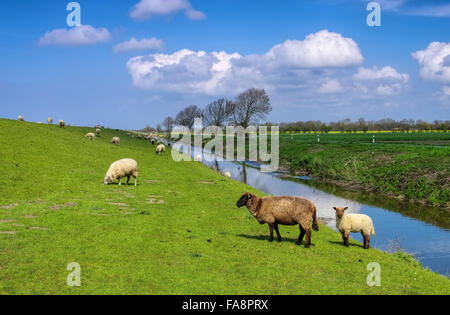 Du Nord frise de Est - Schafe frise moutons 01 Banque D'Images