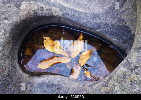 Feuille d'automne dans une petite piscine au milieu Patuxent River dans le comté de Howard, dans le Maryland Banque D'Images