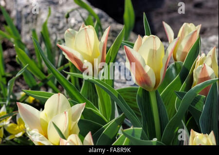 Wildtulpe Hearts Delight - Coeurs de tulipes sauvages Delight 01 Banque D'Images