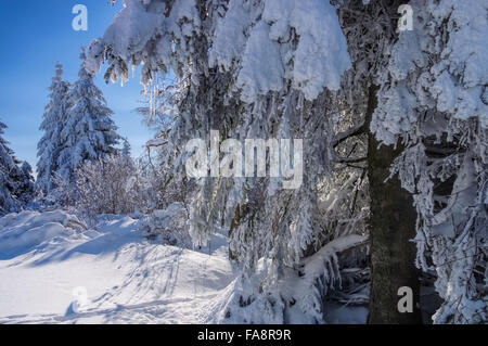 Winterwald - forêt en hiver 05 Banque D'Images