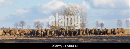 Troupeau de bisons d'Europe en moins de neige en hiver contre des pins dans la lumière au coucher du soleil,Pologne,Europe Banque D'Images