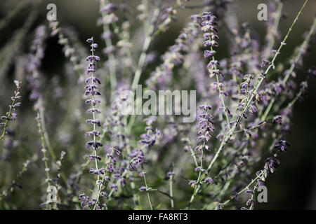 Fleurs de sauge russe Banque D'Images