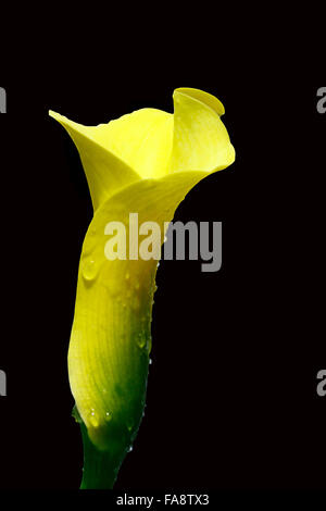 Un d'arum jaune sur fond noir Banque D'Images