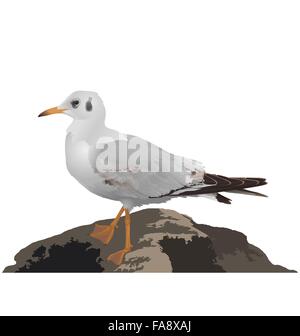 Pierre se dresse sur Seagull isolated on white Illustration de Vecteur