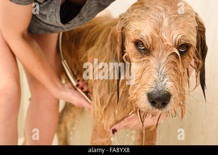 Jeune femme shampoing rinçage d'un chien à poil long a démissionné dans une cabine de douche accueil Banque D'Images