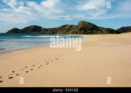 Traces sur la plage solitaire de spiritueux Bay qui est un 12 kilomètre de large bay dans les zones subtropicales loin au nord de la Nouvelle-Zélande. Banque D'Images