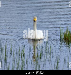 Cygne chanteur (Cygnus cygnus), adulte, Région du Sud, Islande Banque D'Images