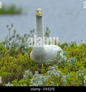 Cygne chanteur (Cygnus cygnus), debout dans le saule arctique (Salix arctica), Région du Sud, Islande Banque D'Images