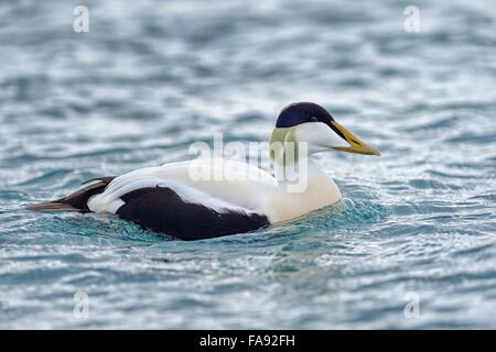 Eider à duvet (Somateria mollissima), Drake, lagon glacier Jökulsárlón, Région du Sud, Islande Banque D'Images