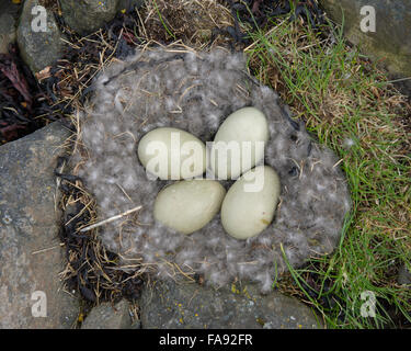 Les œufs d'un Eider à duvet (Somateria mollissima) dans le nid avec couette, embrayage, Breidafjordur, Flatey, ouest de l'Île, Island Banque D'Images