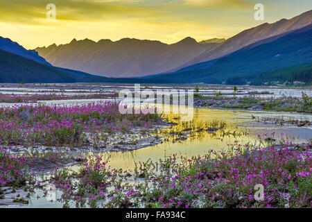 La chaîne sans fin des montagnes et l'eau de fonte glaciaire avec l'épilobe à fleurs sauvages des Alpes, du Parc National de Jasper, Canada Banque D'Images