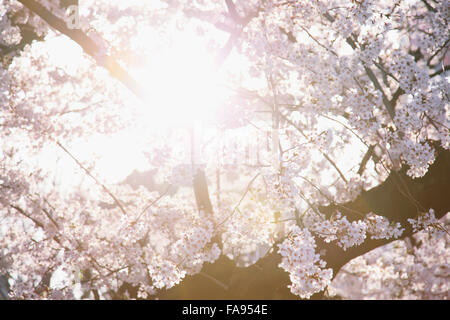 Cerisiers en fleurs à Tokyo Banque D'Images