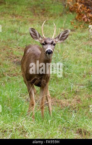 Young Buck le cerf noir Banque D'Images