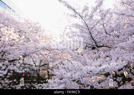 Les fleurs de cerisier en pleine floraison à rivière Meguro, Tokyo, Japon Banque D'Images