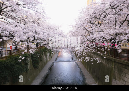 Les fleurs de cerisier en pleine floraison à rivière Meguro, Tokyo, Japon Banque D'Images