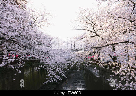 Les fleurs de cerisier en pleine floraison à rivière Meguro, Tokyo, Japon Banque D'Images