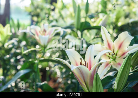 Jouer le rôle de fleurs divers dans la vie humaine représentant une signification unique Banque D'Images