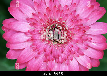 Close up of Pink Gerbera jamesonii - Explosion de couleurs Banque D'Images