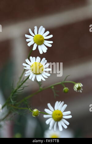 Close up of fleurs de camomille Banque D'Images