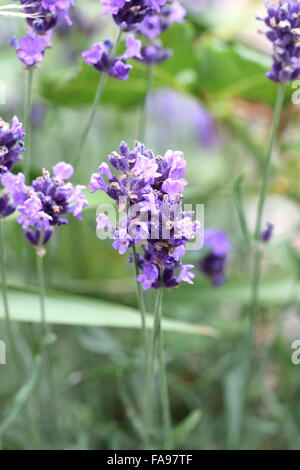 Lavandula angustifolia 'Munstead' contre un arrière-plan vert Banque D'Images