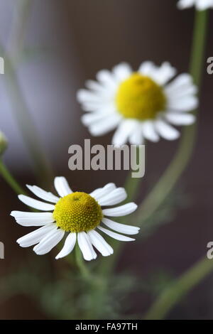 Close up of fleurs de camomille Banque D'Images