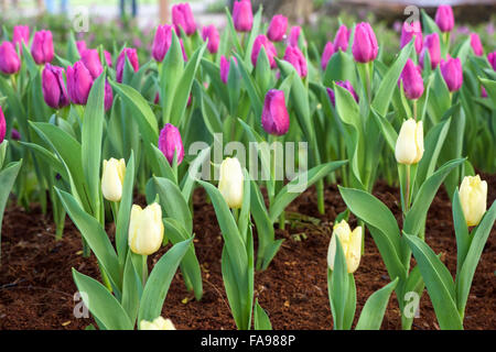 Jouer le rôle de fleurs divers dans la vie humaine représentant une signification unique Banque D'Images