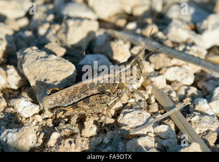 Criquet italien Calliptamus italicus grande sauterelle Pest Banque D'Images