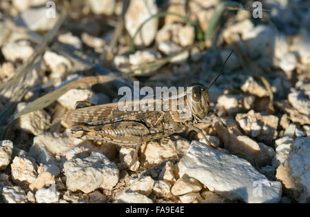 Criquet italien Calliptamus italicus grande sauterelle Pest Banque D'Images