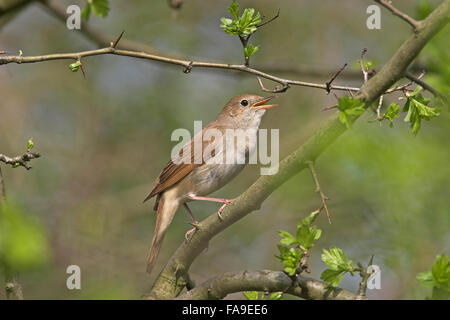 Nightingale Nachtigall, Luscinia megarhynchos,, Rossignol philomèle Banque D'Images