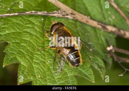 Drone fly, dronefly, homme, Bienenschwebfliege Bienen-Schwebfliege, grosse, Mistbiene Schlammbiene, Männchen, Eristalis tenax, Banque D'Images