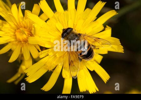 Drone fly, dronefly, femme, Bienenschwebfliege Bienen-Schwebfliege, grosse, Mistbiene Schlammbiene, Weibchen, Eristalis tenax, Banque D'Images