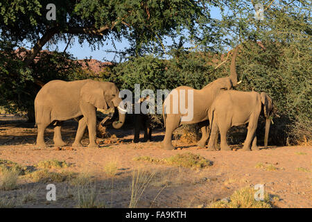 Adapté du Désert éléphants dans la vallée de la rivière Aba-Huab, région de Kunene, Namibie Banque D'Images