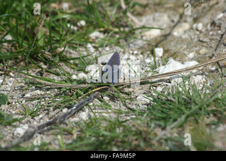 Homme chalkhill blue butterfly (Polyommatus corydon) sur le terrain, sur la prairie de craie Banque D'Images