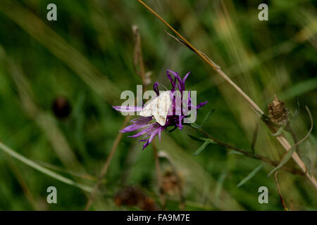 Citrine sombre des usés (Eremobia ochroleuca) sur une fleur de centaurée (Centaurea nigra) sur les prairies de craie Banque D'Images