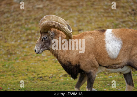 Mouflon (Ovis aries gmelini) est une sous-espèce groupe du mouflon Ovis orientalis. Banque D'Images