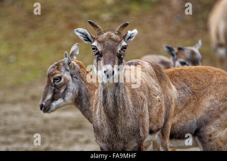 Bharal ou bleu de l'Himalaya ou de mouton (Pseudois nayaur naur) est un caprid trouvés dans le haut Himalaya de l'Inde, Népal, Bhoutan, Tibet. Banque D'Images