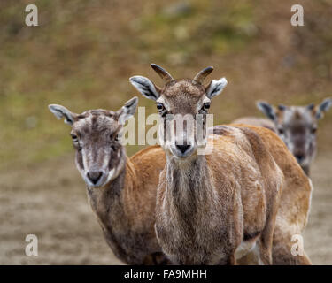 Bharal ou bleu de l'Himalaya ou de mouton (Pseudois nayaur naur) est un caprid trouvés dans le haut Himalaya de l'Inde, Népal, Bhoutan, Tibet. Banque D'Images
