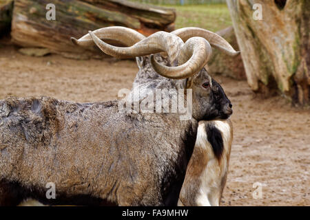 Bharal ou bleu de l'Himalaya ou de mouton (Pseudois nayaur naur) est un caprid trouvés dans le haut Himalaya de l'Inde, Népal, Bhoutan, Tibet. Banque D'Images