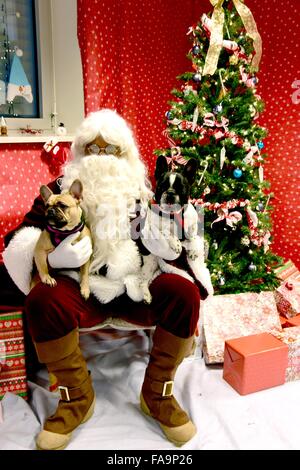 Le Père Noël pose avec Bouledogues français Sookie et Kodachrome au U.S. Army Veterinary Medical Facility sur argile Kaserne 15 Décembre, 2015 à Wiesbaden, en Allemagne. Animaux domestiques de toutes formes, tailles et races sont venus visiter Santa pour une photo et une gâterie. Banque D'Images