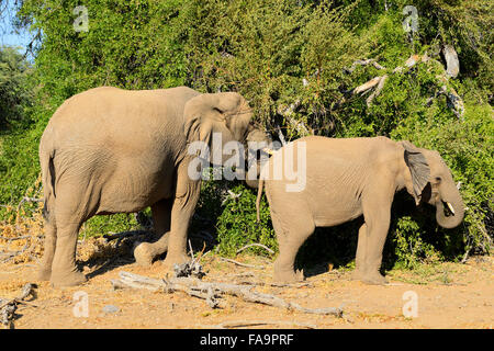 Adapté du Désert éléphants dans la vallée de la rivière Aba-Huab, région de Kunene, Namibie Banque D'Images