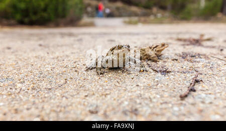 Frog closeup près de la route. Banque D'Images