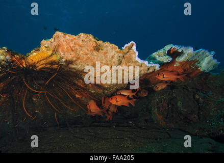 Un haut-fond d'Blotcheye, Myripristis berndti Soldierfish, s'abritant sous des coraux dans table, Tulamben Bali, Indonésie Banque D'Images