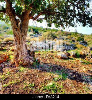 Beau tronc de l'arbre qui grandit contre les montagnes dans une clairière entre les grosses pierres Banque D'Images