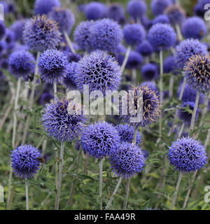 Nepeta spaerocephalus, floraison. Banque D'Images